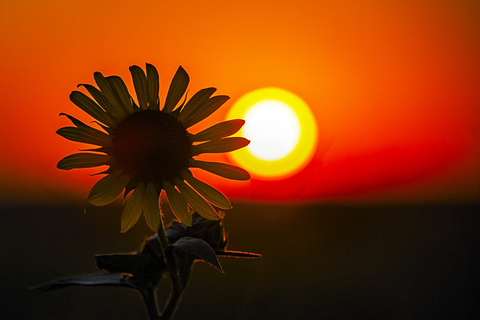 Sunflower Silhouette